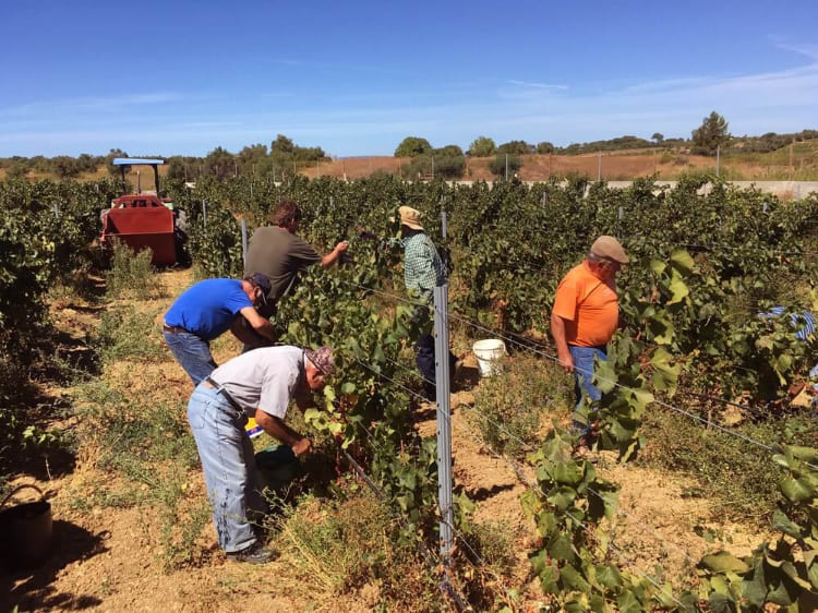 WHITE VARIETALS